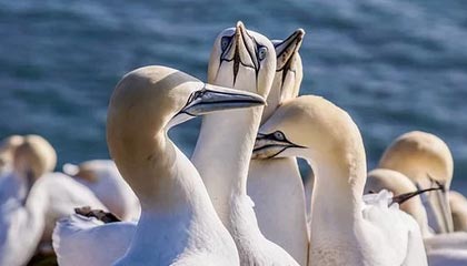 开云体育平台APP-波兰队横扫日本队，王皓统治全场