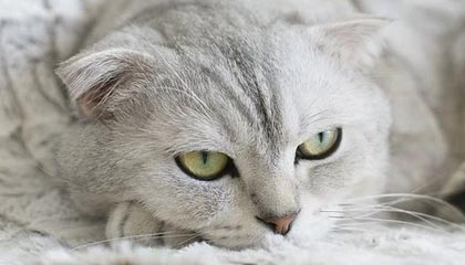 开云体育-塞维利亚绝地反击摩洛哥，格列兹曼三分雨点燃全场